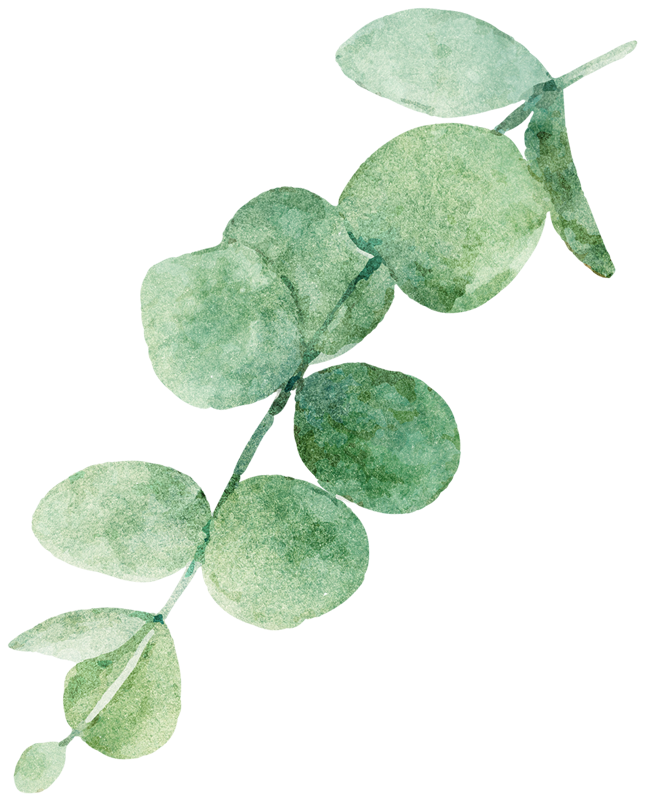 decorative eucalyptus leaves