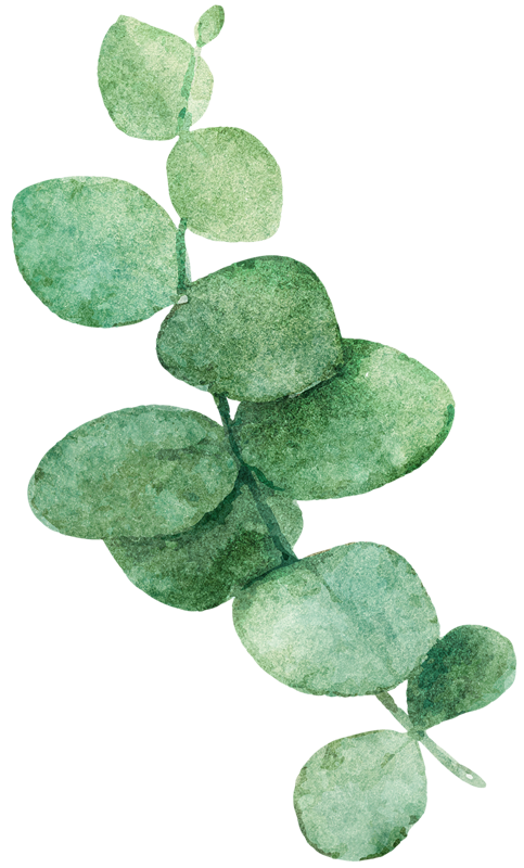 decorative eucalyptus leaves